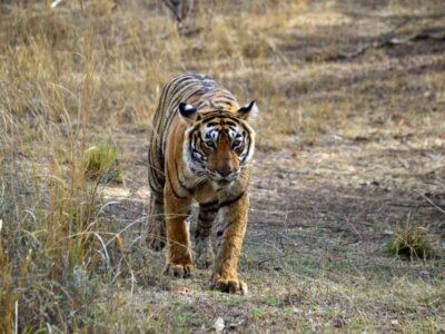 Ranthambore Tiger Reserve